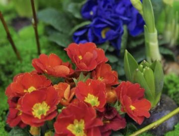 Принимаем заказы на горшечные растения к 8 марта ! 